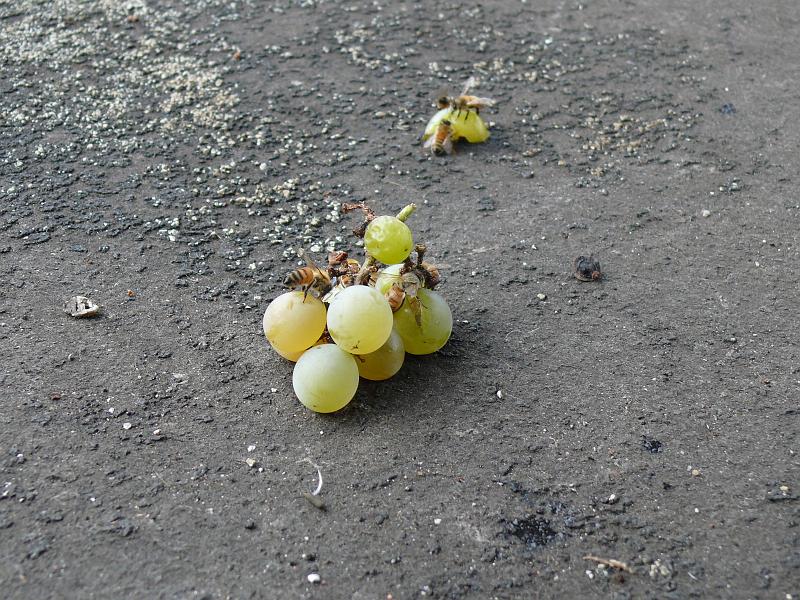 P1150625.JPG - There's no lack of bees