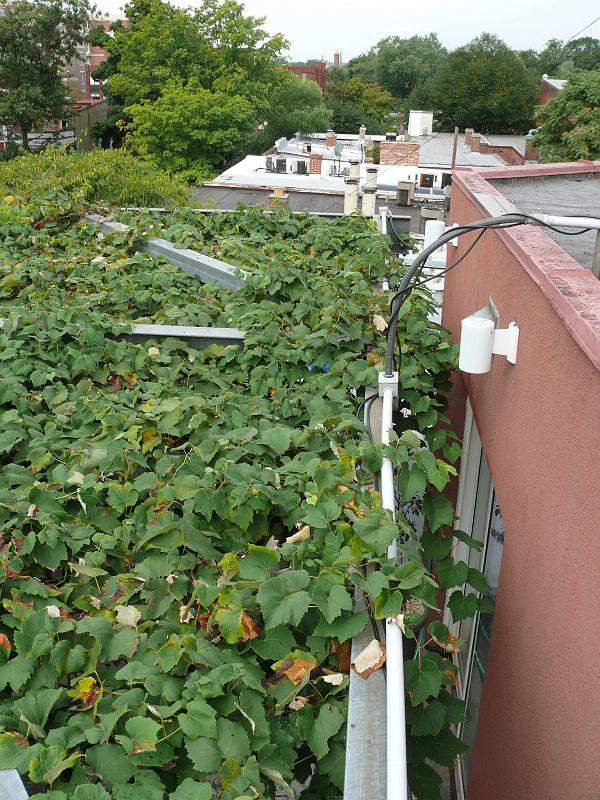 P1150647.JPG - The grapes are making a valiant effort to jump the roughly 18" gap to the closest wall.  Note the electrical conduit on the top -- eventually we'll hang some lights.