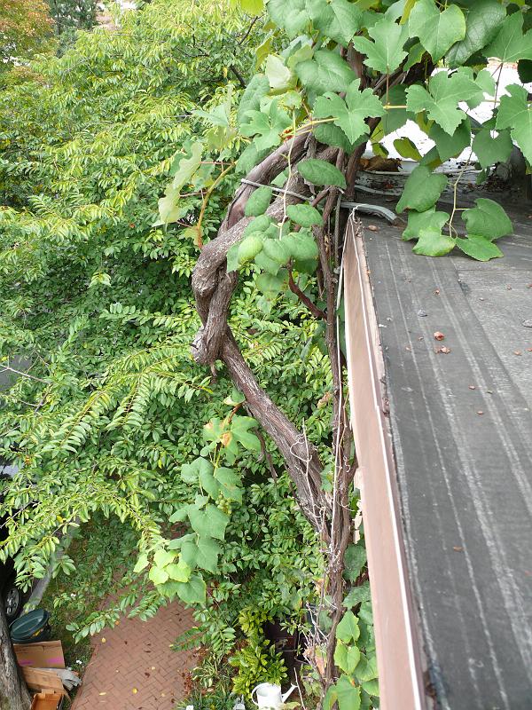 P1150654.JPG - It took a bit to train the vines to arc around the edge of the roof -- otherwise the vines would have held moisture to rust the flashing, would have made painting very difficult, and could have abraided themselves on the edge of the roof.