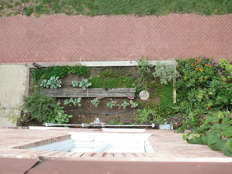 P1150657.JPG - View down the approximately 30 feet of vine into the postage stamp (about 19' x 5') garden with mostly cooking herbs.