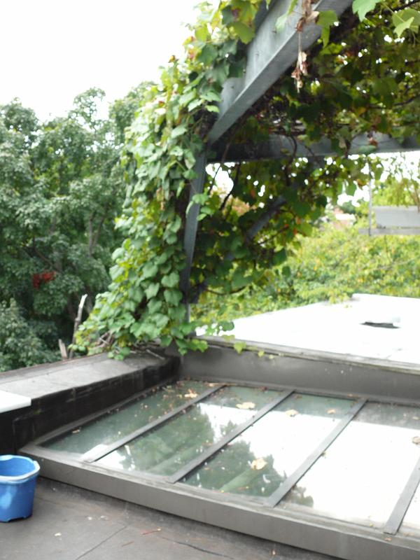 P1150673.JPG - A lot of grape detritus drops on the skylights --  skins left by wildlife and just overripe fruit that drops.  The glass is pricy nitrogen filled triple glazed R6 with a UV reflective coating.  Without the grapes the heat load was such that one could not sit comfortably under the skylight at noon during the sumer -- I wish I had some useful records of the airconditioning cost but we changed to a more energy efficient heat pump.