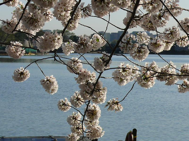 P1160356.JPG - Woody took this series of pictures of the Washington DC cherry blossoms on April 2, 2010 at sundown.  Looking across the Potomac towards Arlington.