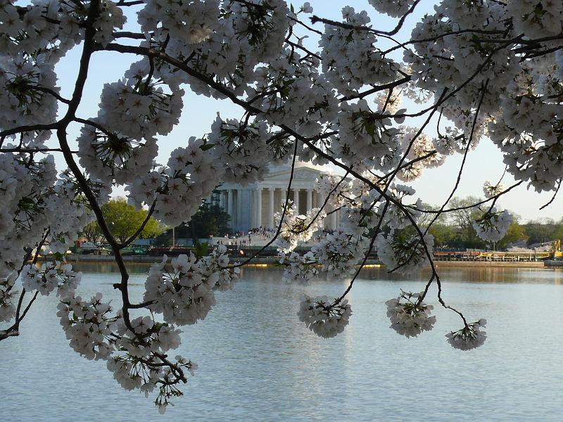 P1160357.JPG - Across the tidal basin at the Jefferson memorial.