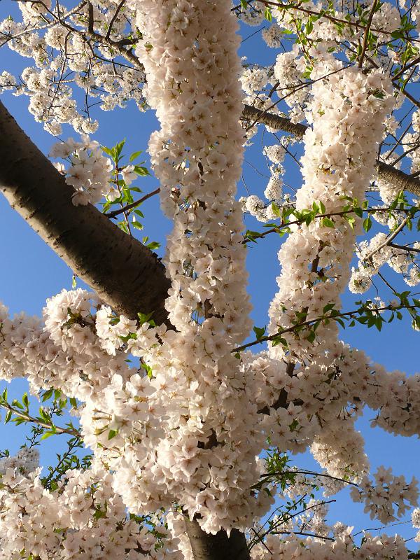 P1160374.JPG - There are white and pink cherry blossoms