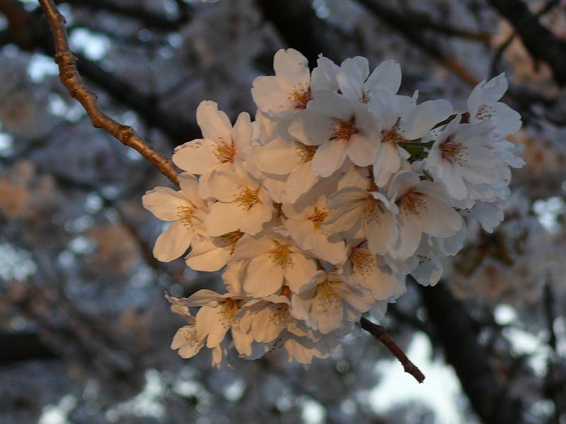 P1160441.JPG
