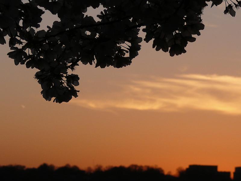 P1160460.JPG - Sunset is the only match for the blossoms.
