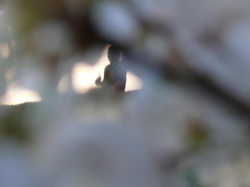 P1160465.JPG
