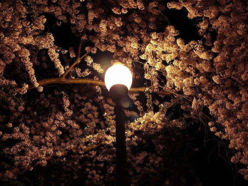 P1160490.JPG - ... from the cherry tree on Newport Place NW.