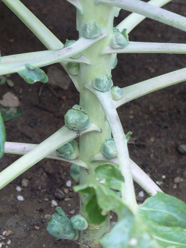 P1150206.JPG - Brussels sprouts forming on the stem of the plant.