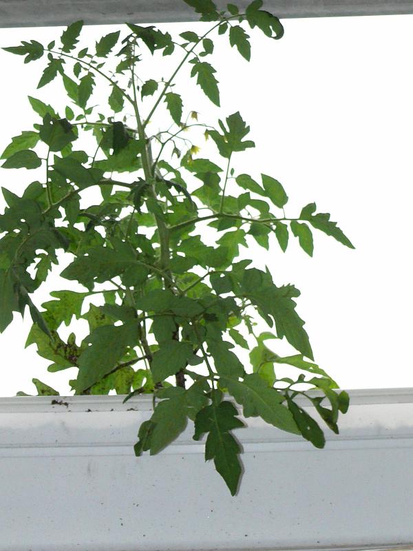 P1150220.JPG - This is a smaller tomato that grows right side up in a window box.