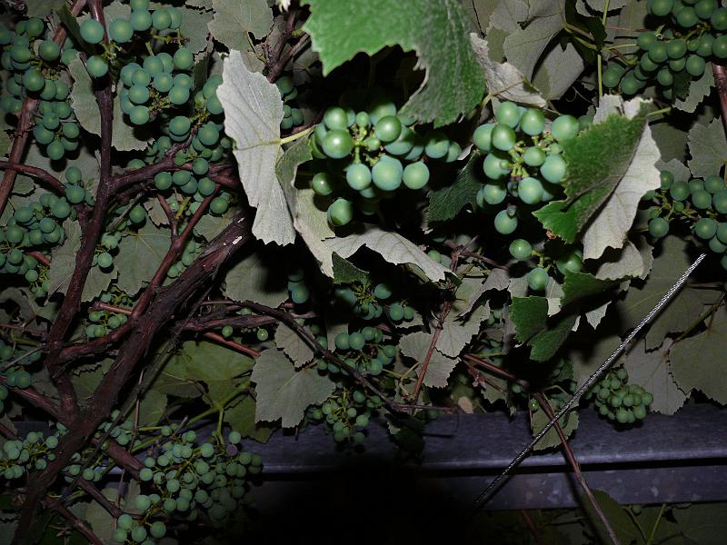 P1150112.JPG - Woody wants to harvest ALL the grapes...