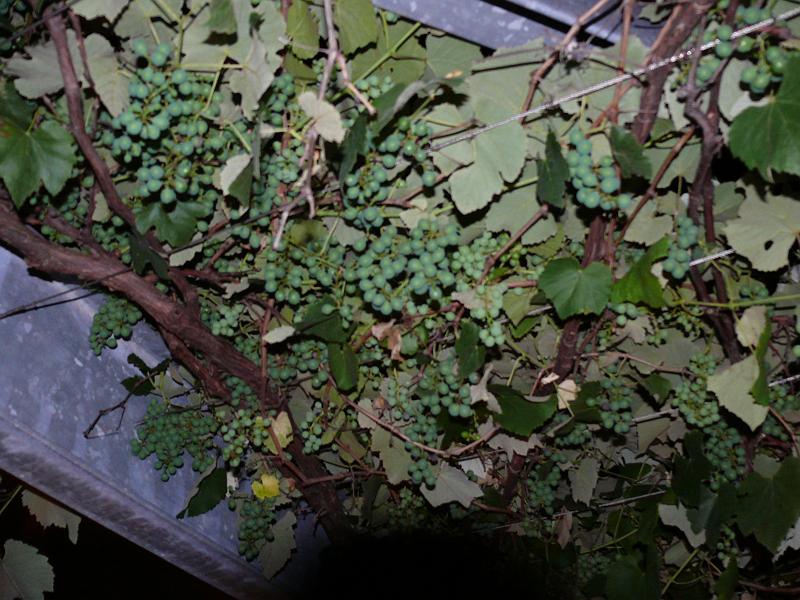P1150115.JPG