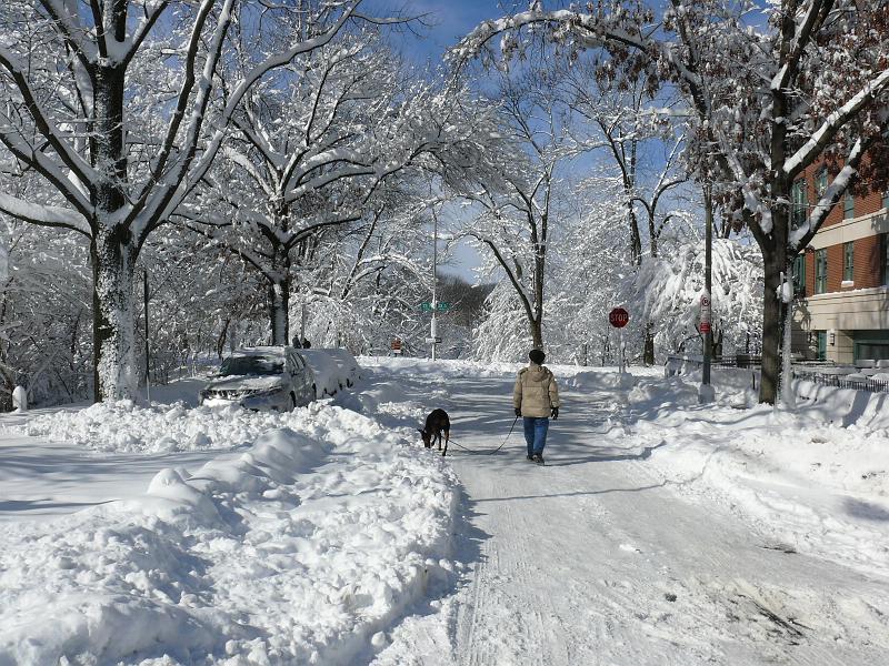 P1160123.JPG - Ezra and Win walk down "O" Street toward 23rd street and a place where dogs run behind the Francis School.