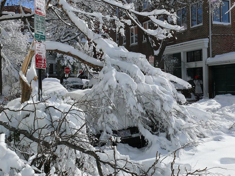 P1160166.JPG - The condo at the end of the street planted Crepe Myrtles in the tree lane.  They are beautiful in the summer and fall.  But not up to this snow load.