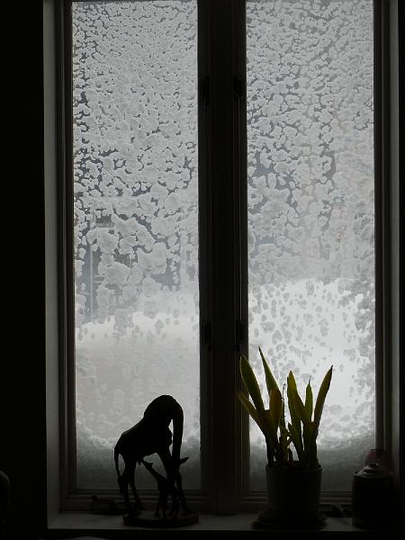 P1160200.JPG - Trying to look out Win's front window at 3PM 2/10/10